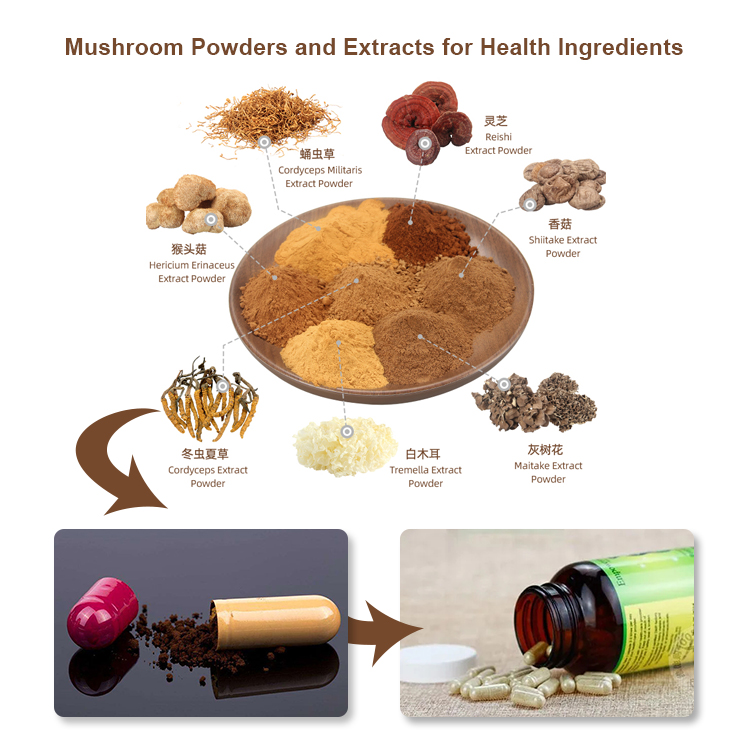 Ancient Mushroom Tonic Blend with Ganoderma Lucidum